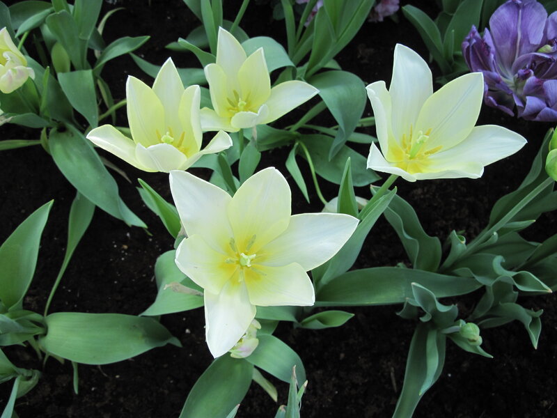 Yellow Tulips in Soil — White
