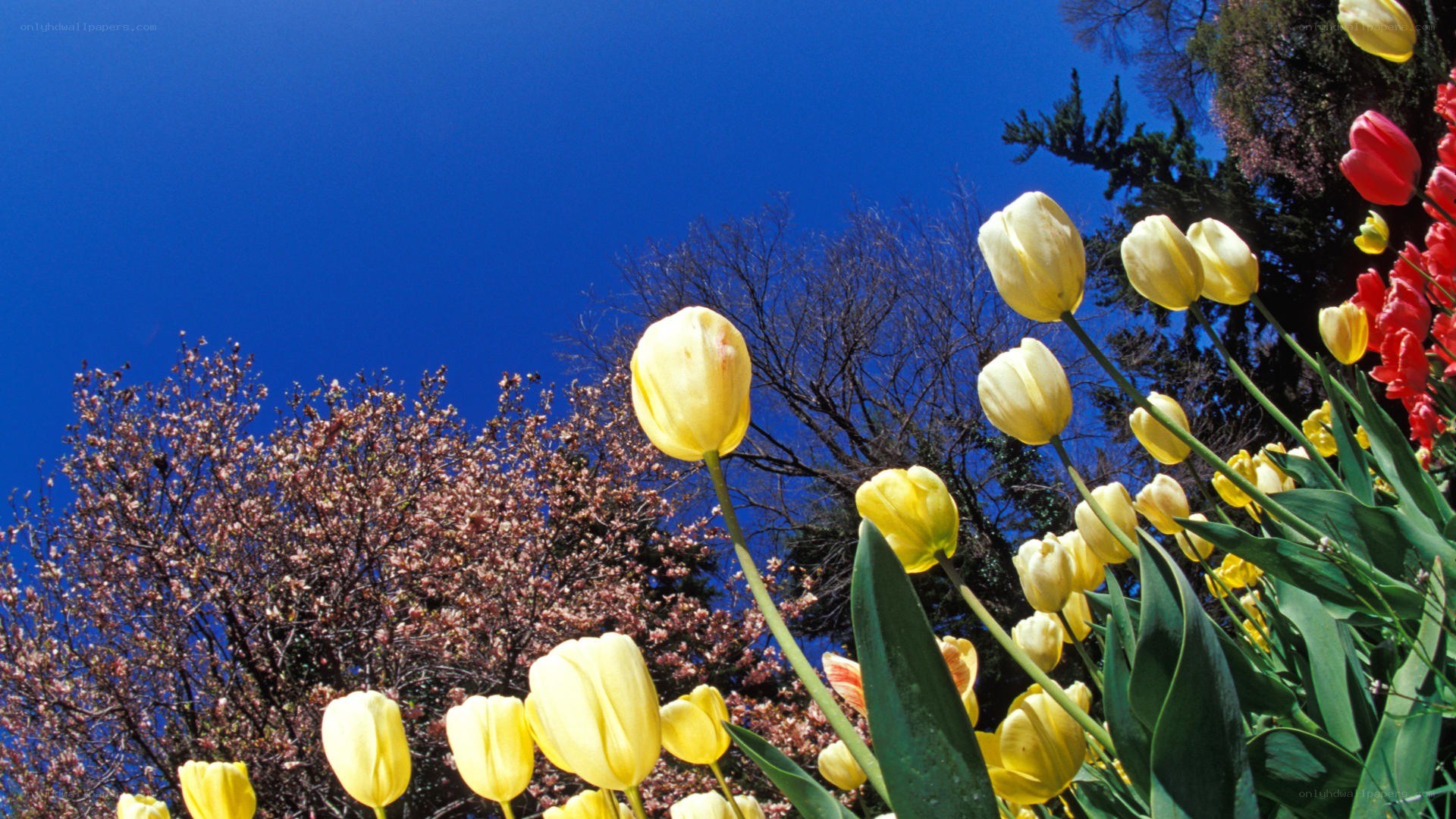 Yellow tulips in spring