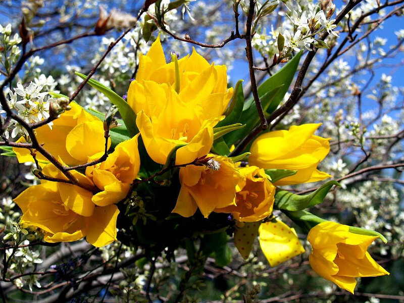 Yellow tulips in spring