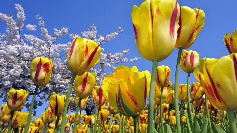 Yellow tulips in spring