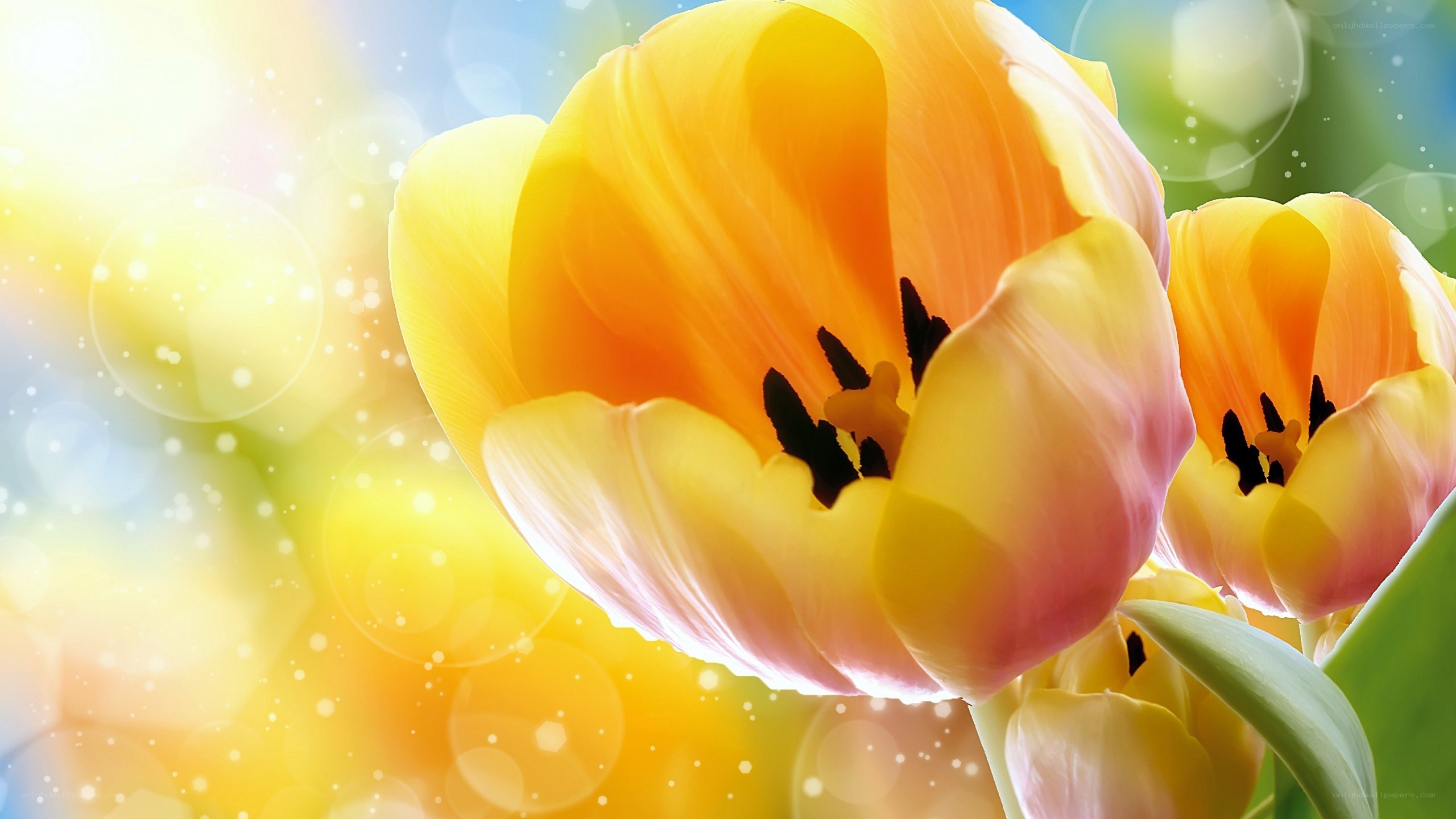 Yellow tulips in sunlight