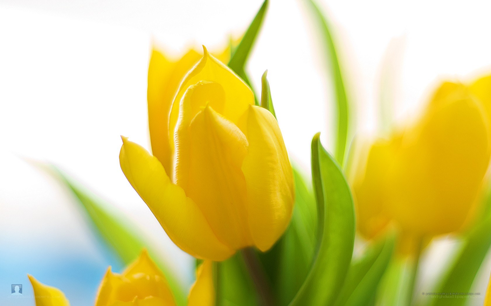 yellow tulips in sunlight