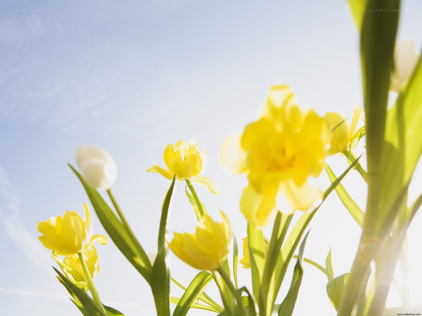 Yellow tulips in sunlight