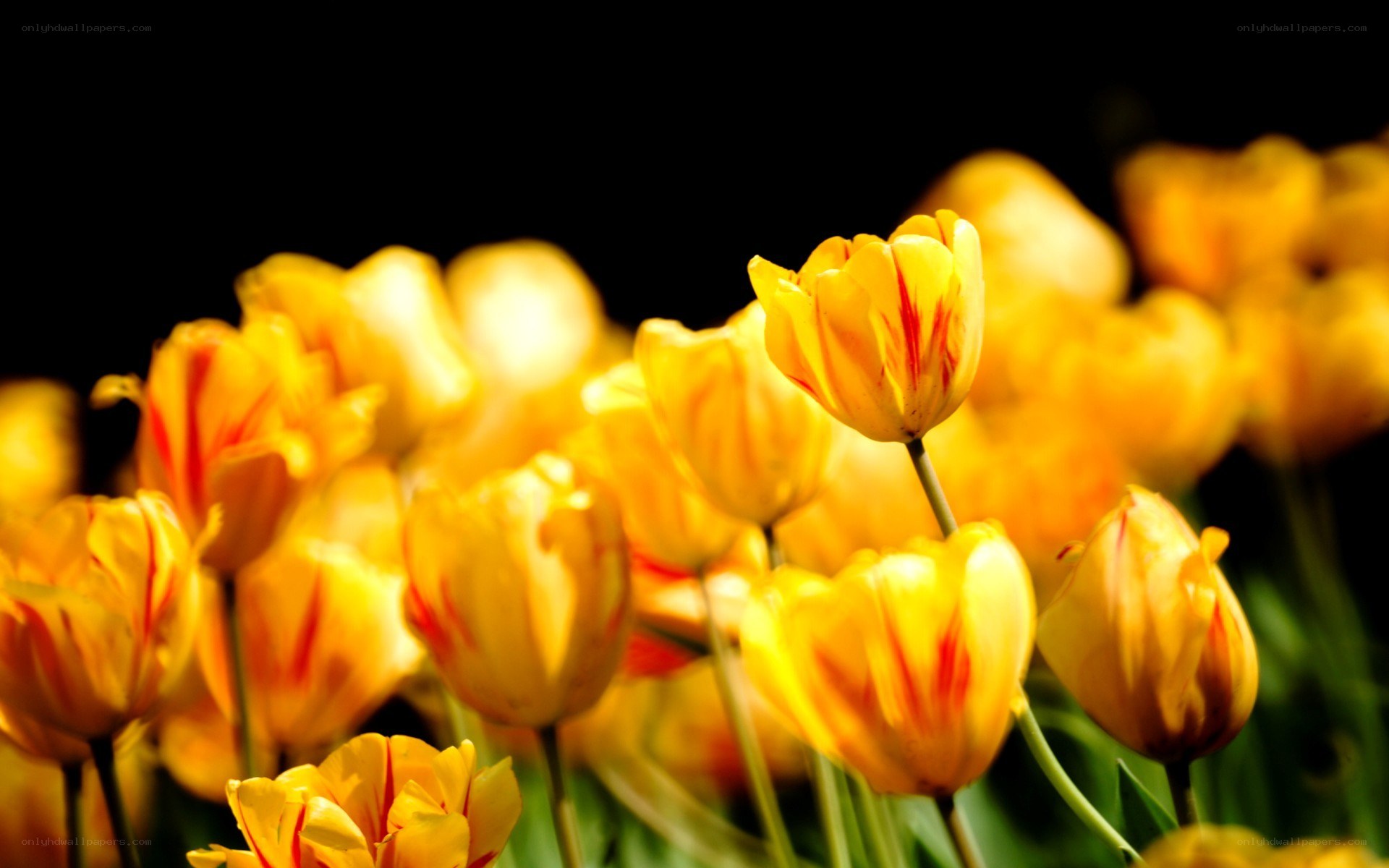yellow tulips in sunlight