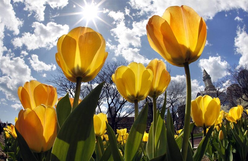 Yellow tulips in sunlight