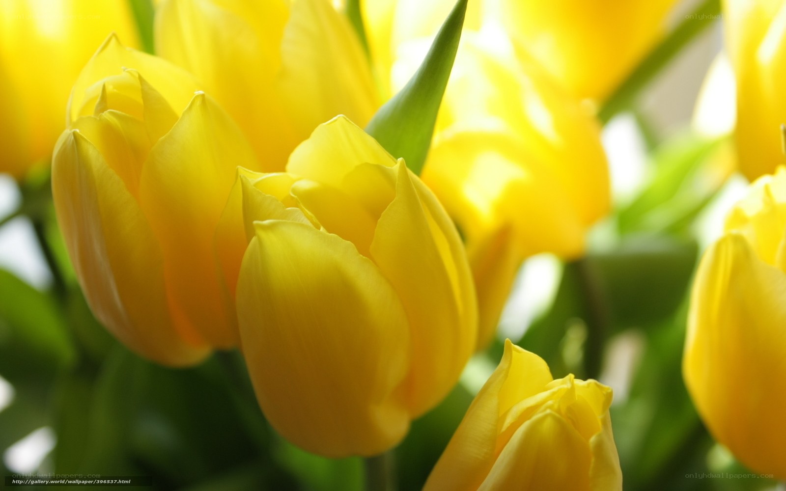 Yellow tulips in sunlight