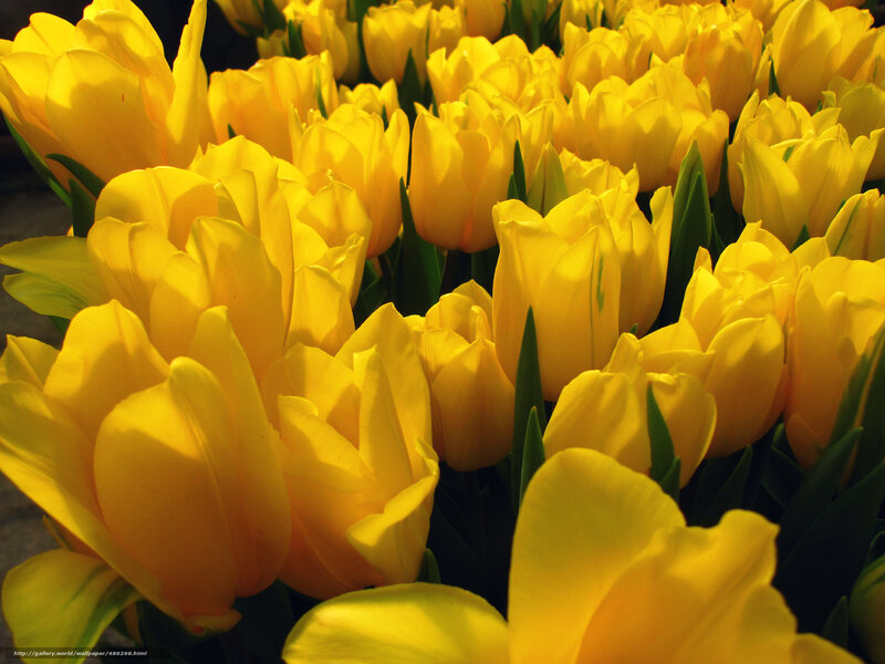 Yellow tulips in sunlight