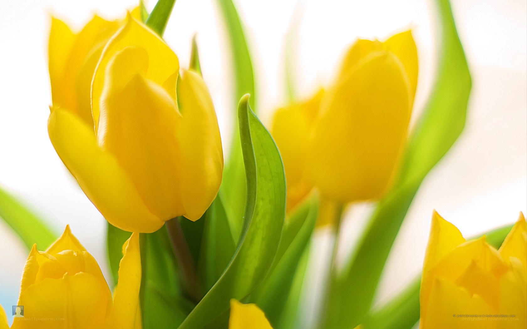Yellow tulips in sunlight