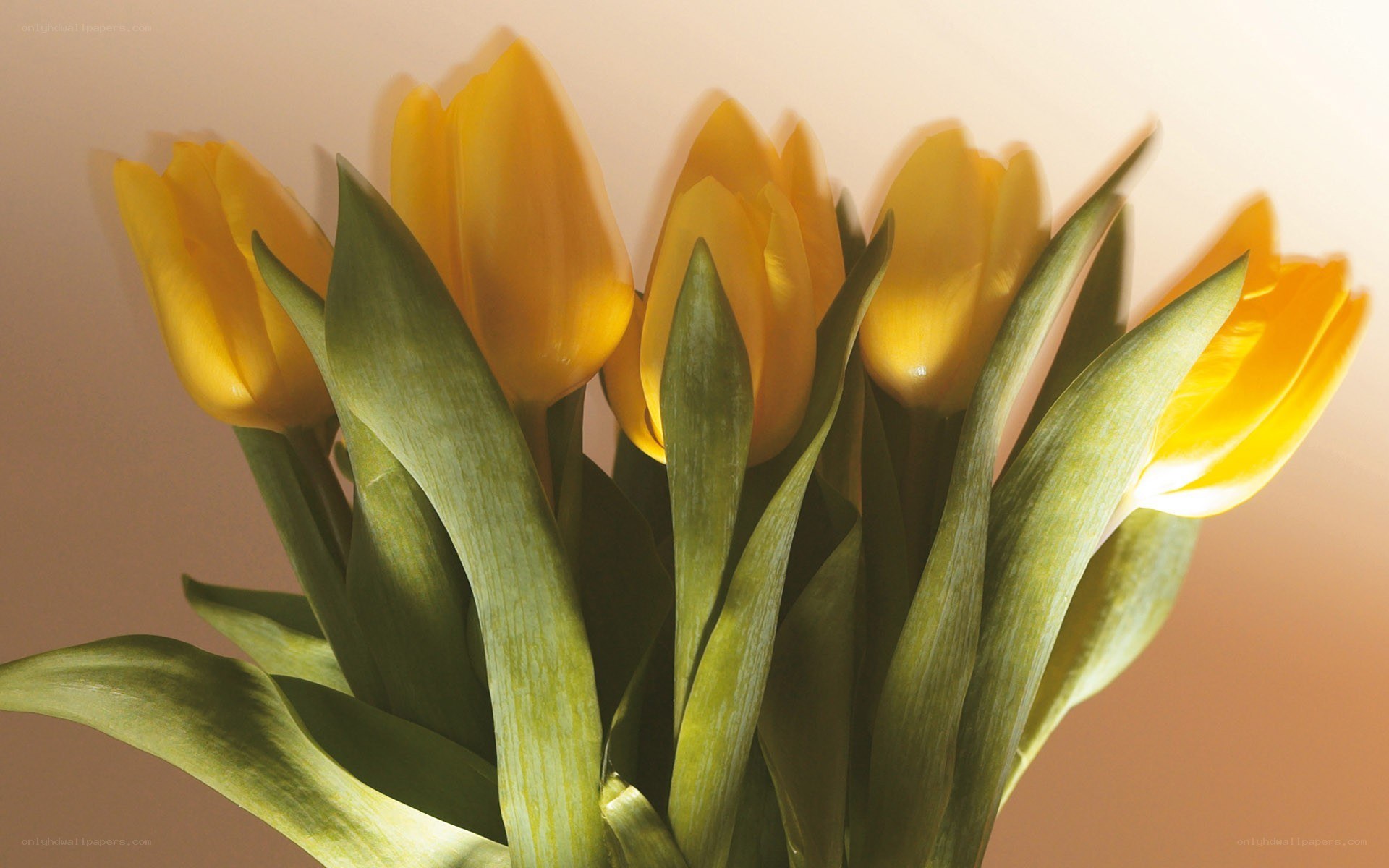 yellow tulips in sunlight