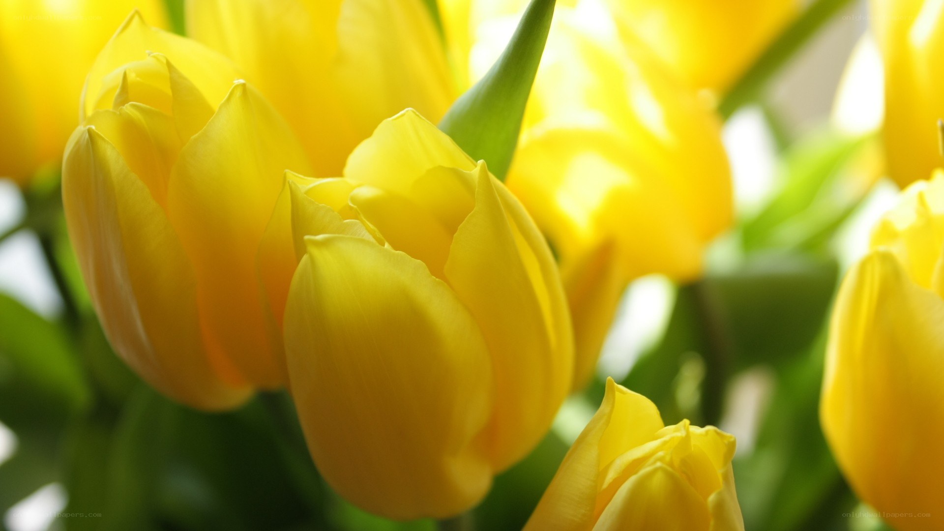 Yellow tulips in sunlight