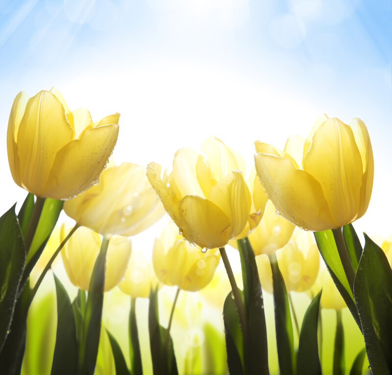 Yellow Tulips in Sunlight — Bright, Morning, Photograph, Dew Drops
