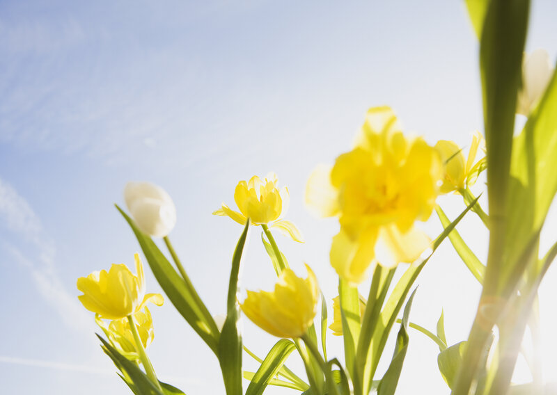 Yellow Tulips in Sunlight — Bright, Morning