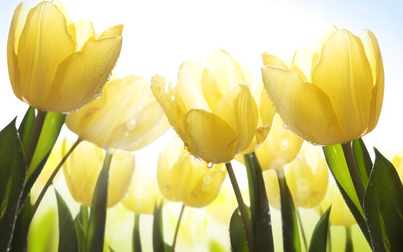Yellow Tulips in Sunlight — Bright, Serene