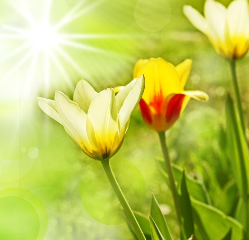 Yellow Tulips in Sunlight — Bright, Sunny