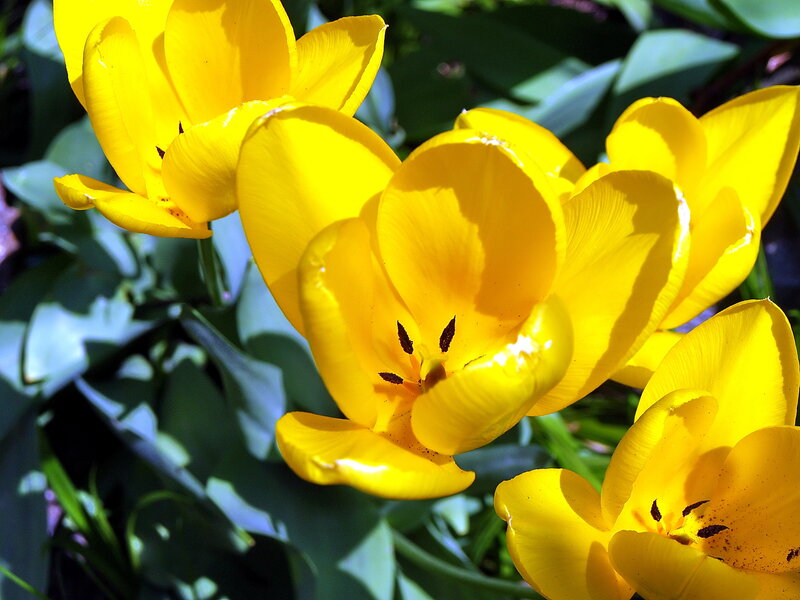 Yellow Tulips in Sunlight — Bright