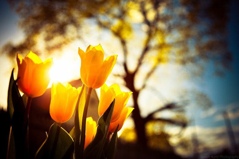 Yellow Tulips in Sunlight — Dramatic, Sunset