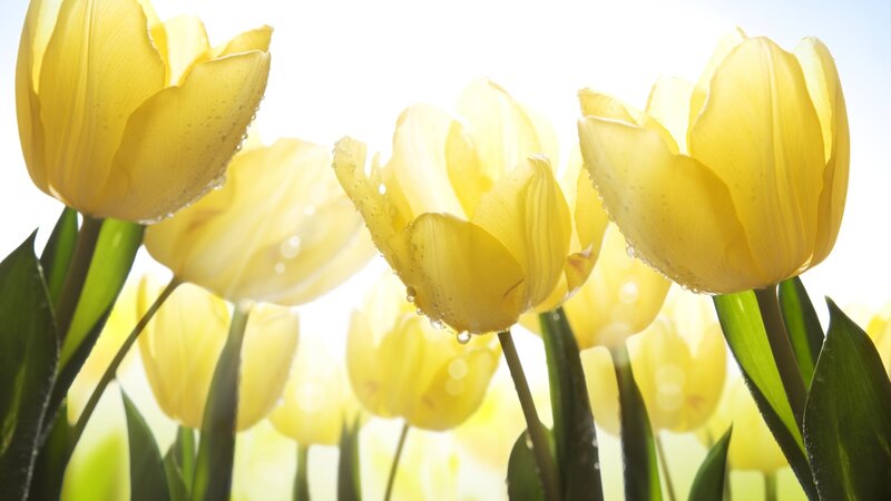 Yellow Tulips in Sunlight — Serene, Morning