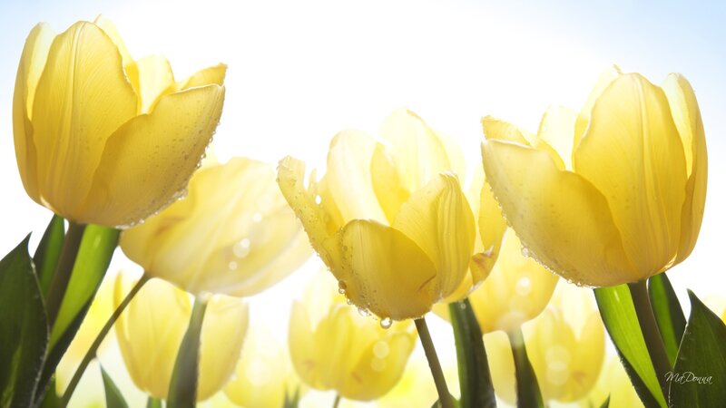 Yellow Tulips in Sunlight — Serene