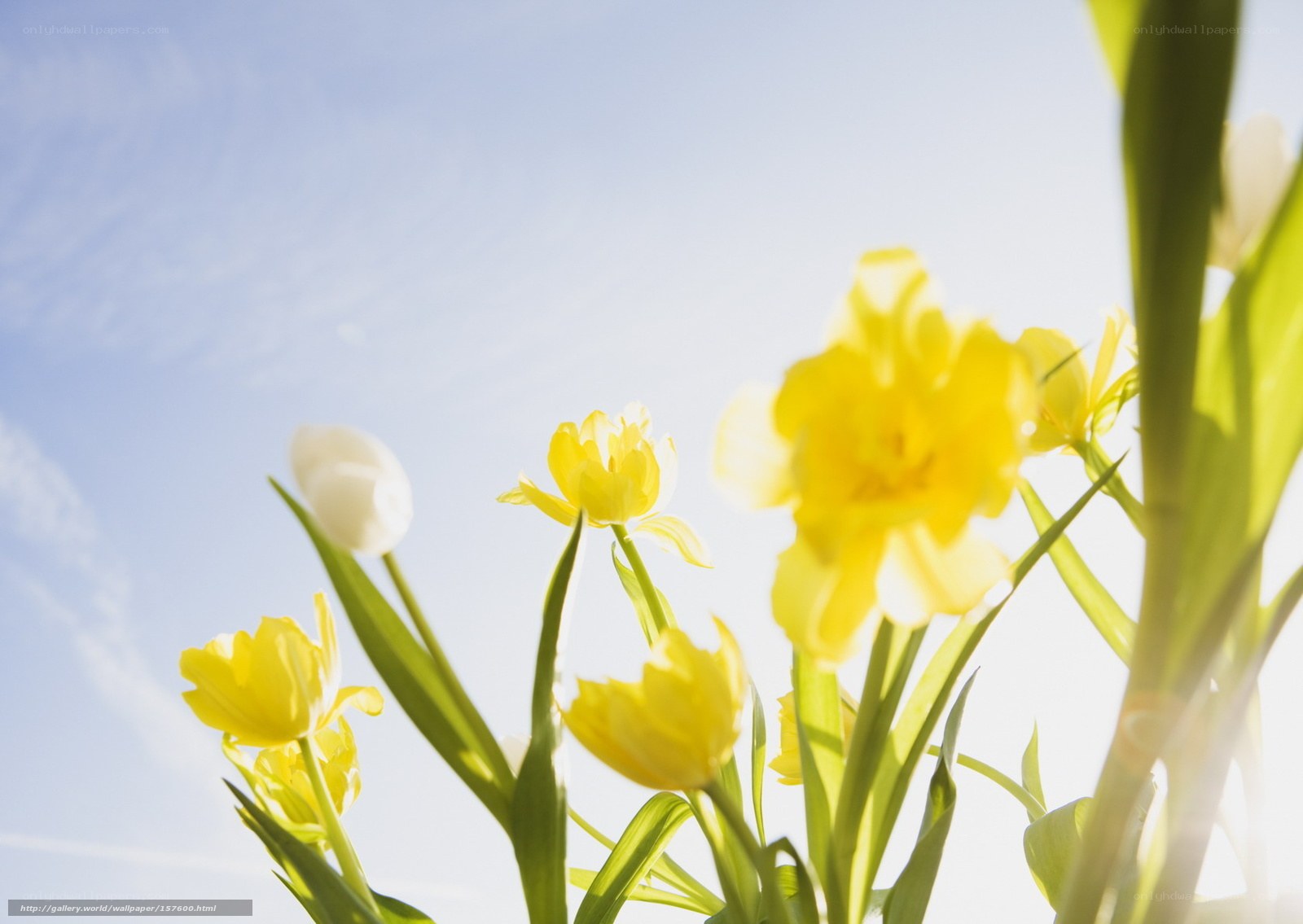 Yellow tulips in sunlight
