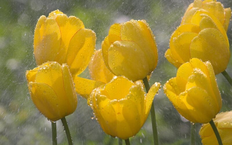 Yellow tulips in the rain