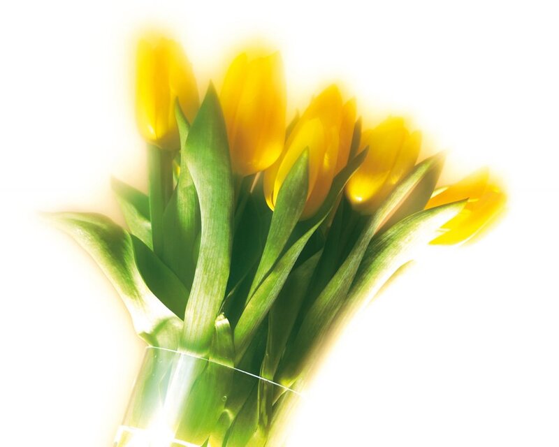 Yellow Tulips in Vase — Bright, Photograph