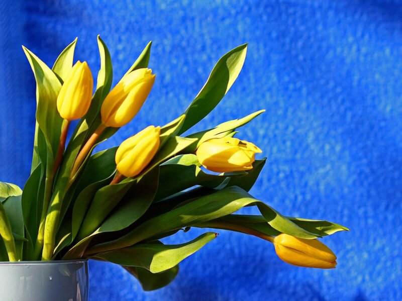 Yellow Tulips in Vase — Bright, Spring