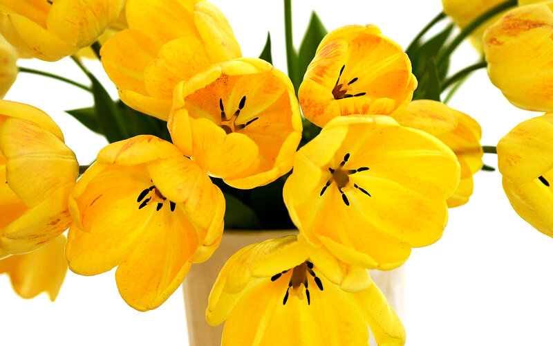 Yellow Tulips in Vase — Bright