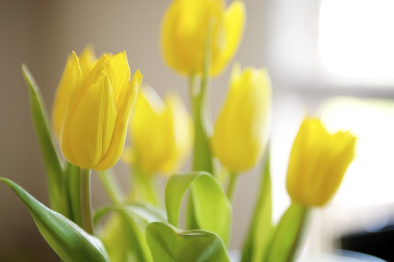 Yellow Tulips in Vase — Calm, Morning, Photograph, Green Leaves