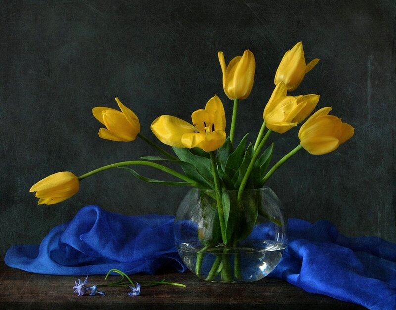 Yellow Tulips in Vase — Calm, Photograph, Blue Cloth