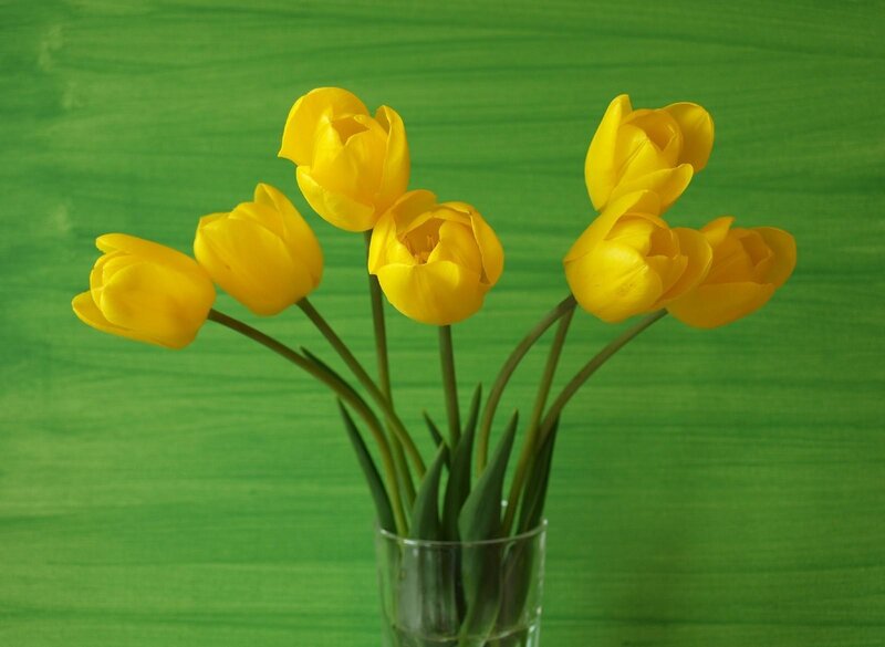 Yellow Tulips in Vase — Calm, Photograph, Green Background