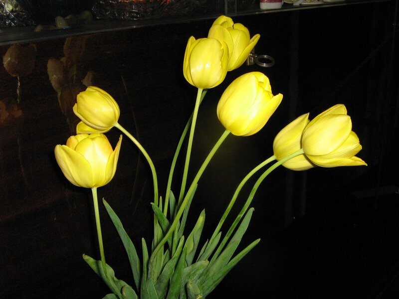 Yellow Tulips in Vase — Calm, Photograph, Green Stems, Dark Background