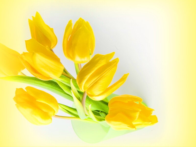 Yellow Tulips in Vase — Calm, Photograph, Green Stems