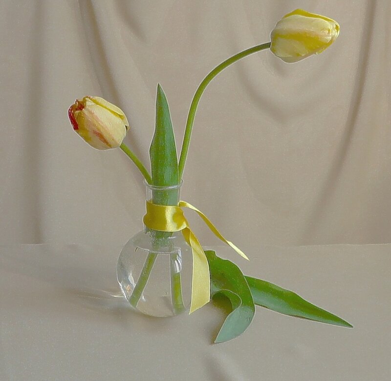 Yellow Tulips in Vase — Calm, Photograph, Ribbon