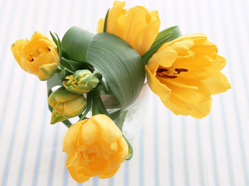 Yellow Tulips in Vase — Calm, Spring, Photograph, Green Leaves