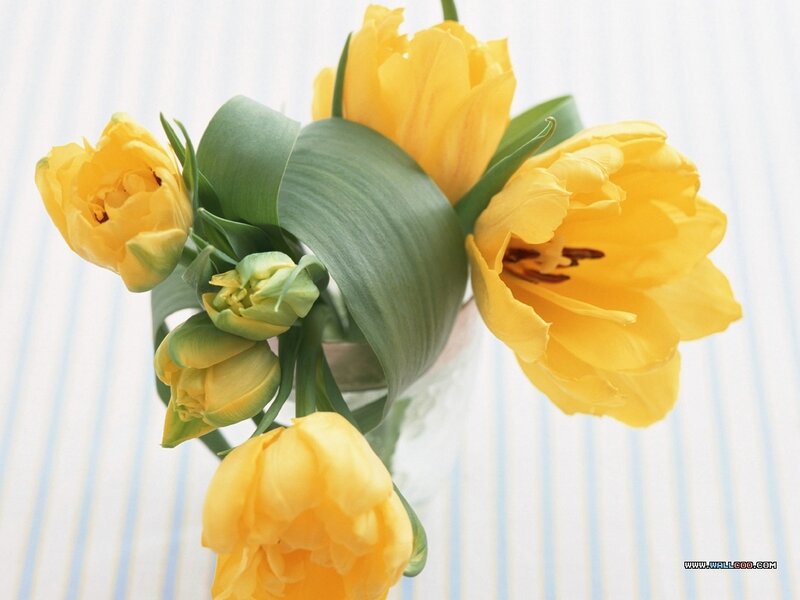Yellow Tulips in Vase — Calm