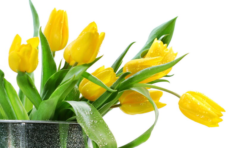 Yellow Tulips in Vase — Fresh