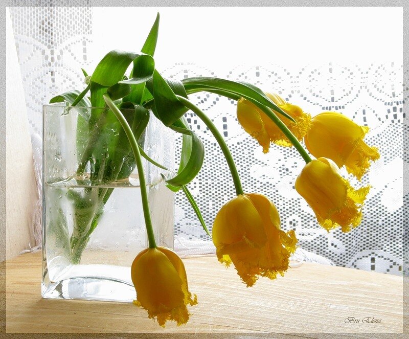 Yellow Tulips in Vase — Serene, Morning, Photograph