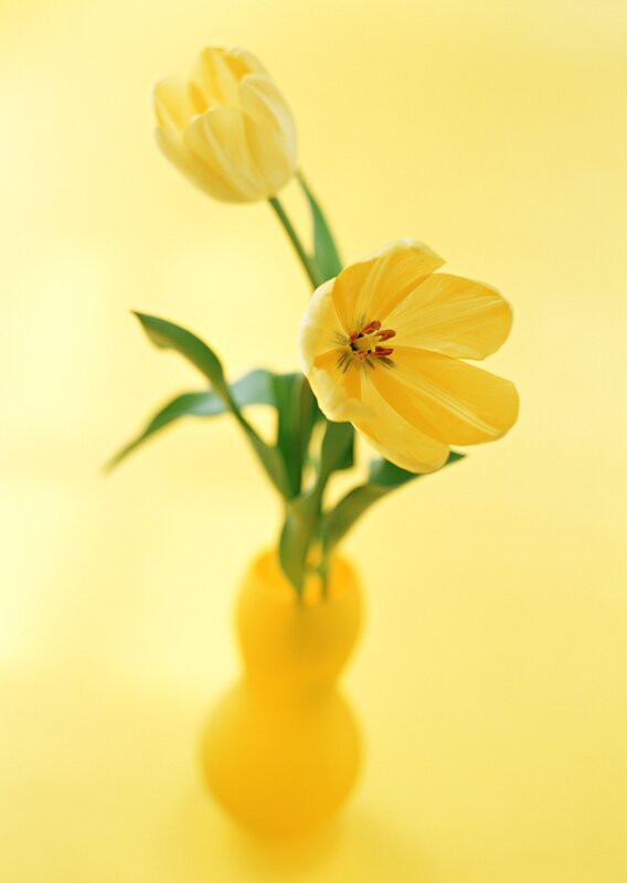 Yellow Tulips in Vase — Serene, Photograph, Green Leaves