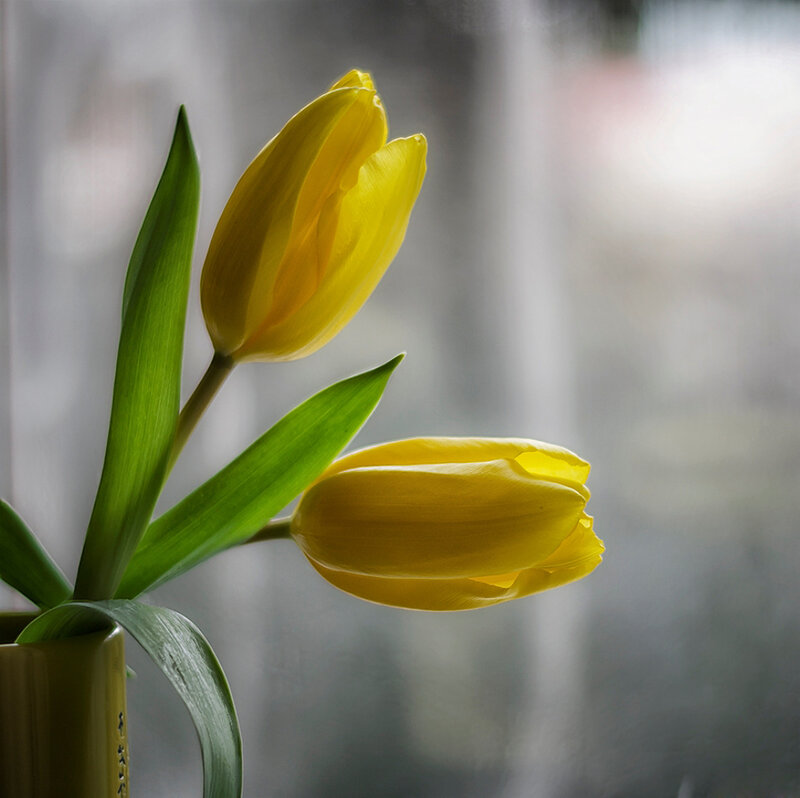 Yellow Tulips in Vase — Serene, Photograph, Window
