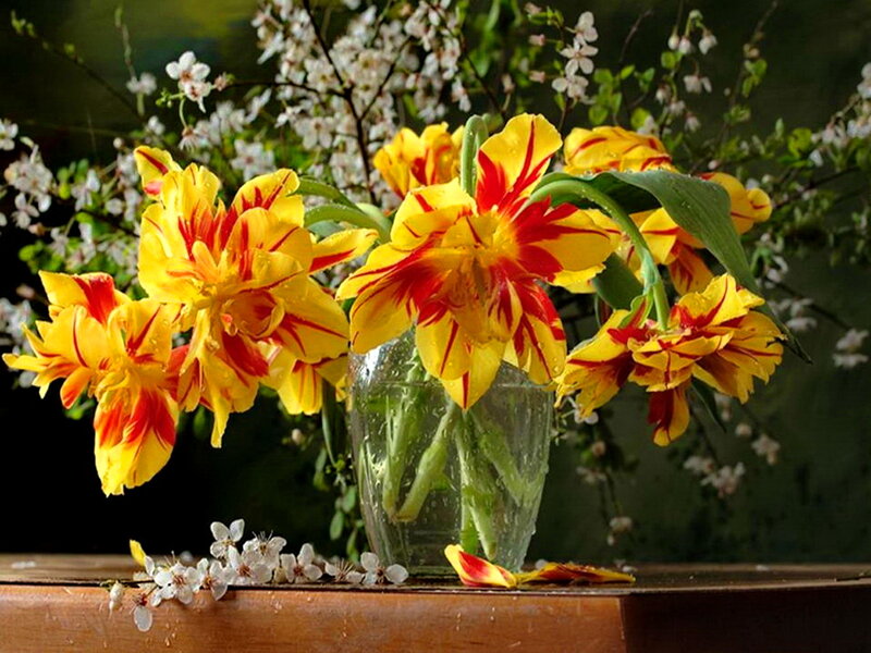 Yellow Tulips in Vase — Serene, Spring, Photograph