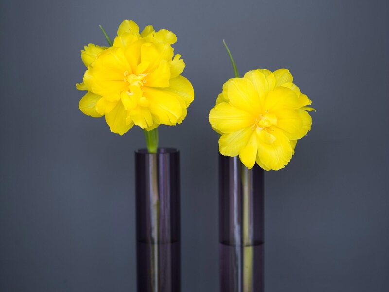 Yellow Tulips in Vases — Calm
