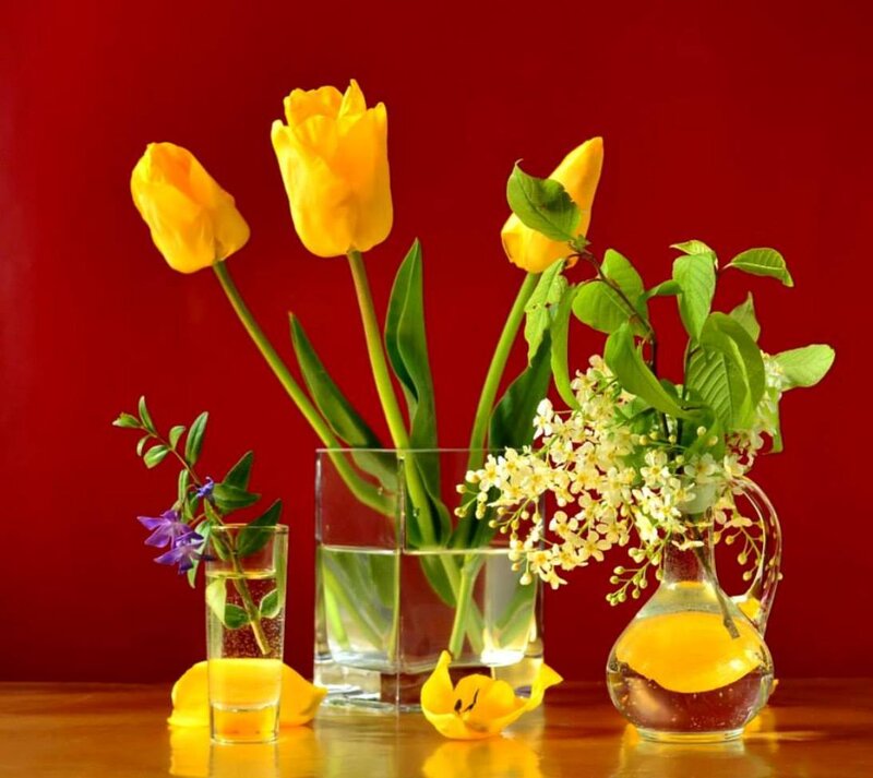 Yellow Tulips in Vases — Red