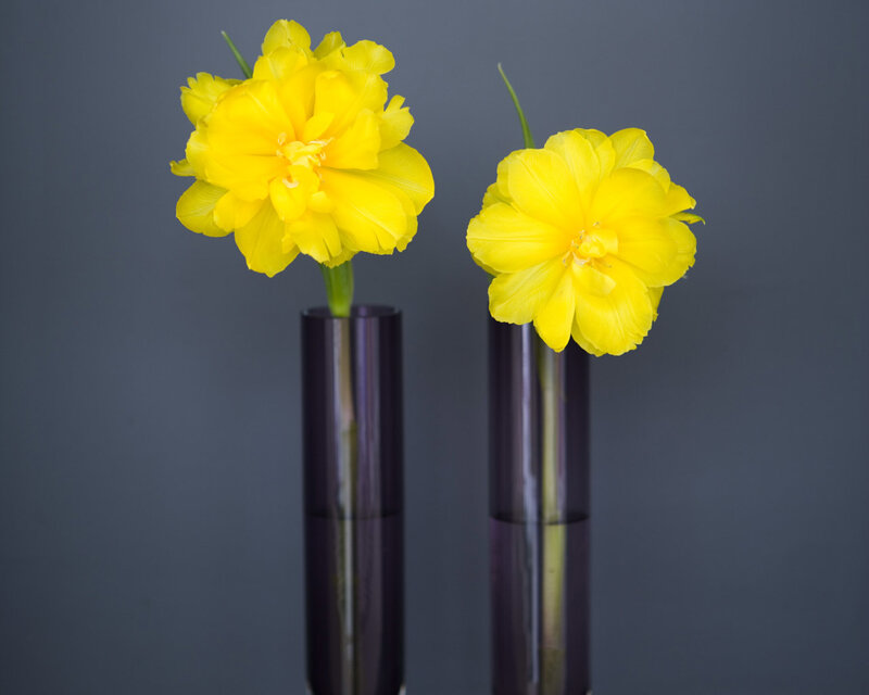 Yellow tulips in vases