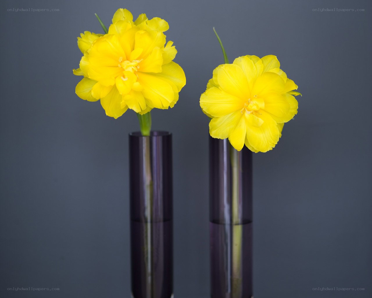 Yellow tulips in vases
