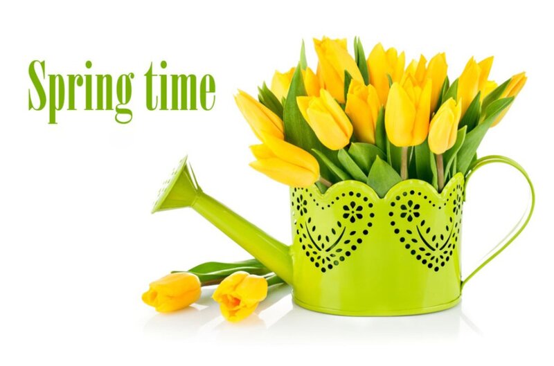 Yellow Tulips in Watering Can — Bright, Spring