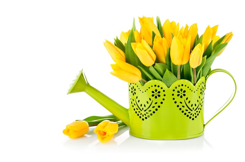 Yellow Tulips in Watering Can — Bright