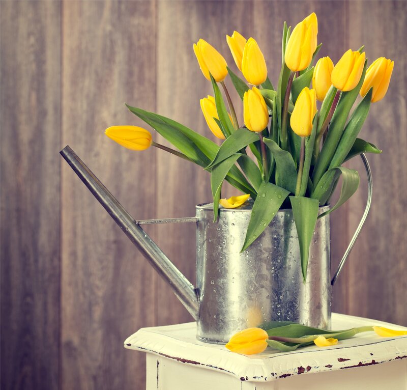 Yellow Tulips in Watering Can — Calm