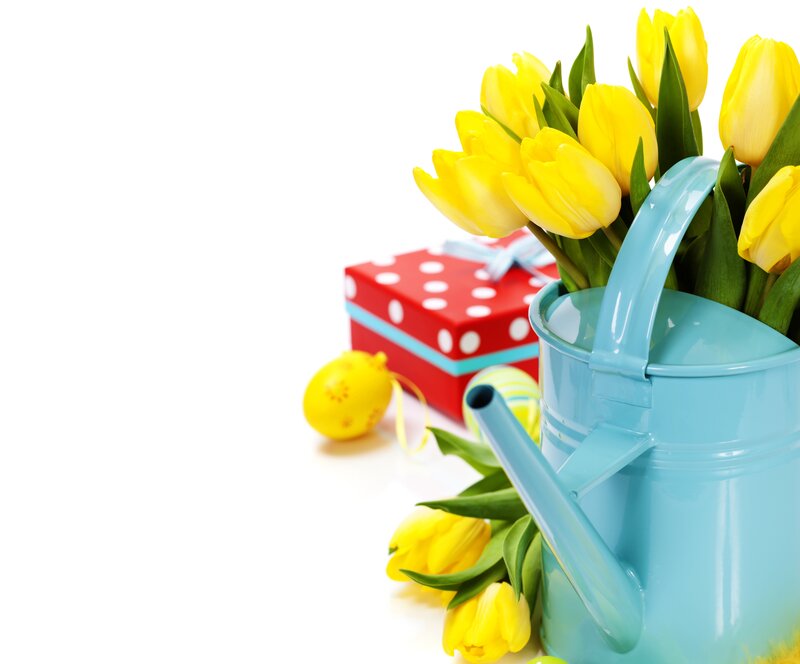 Yellow Tulips in Watering Can