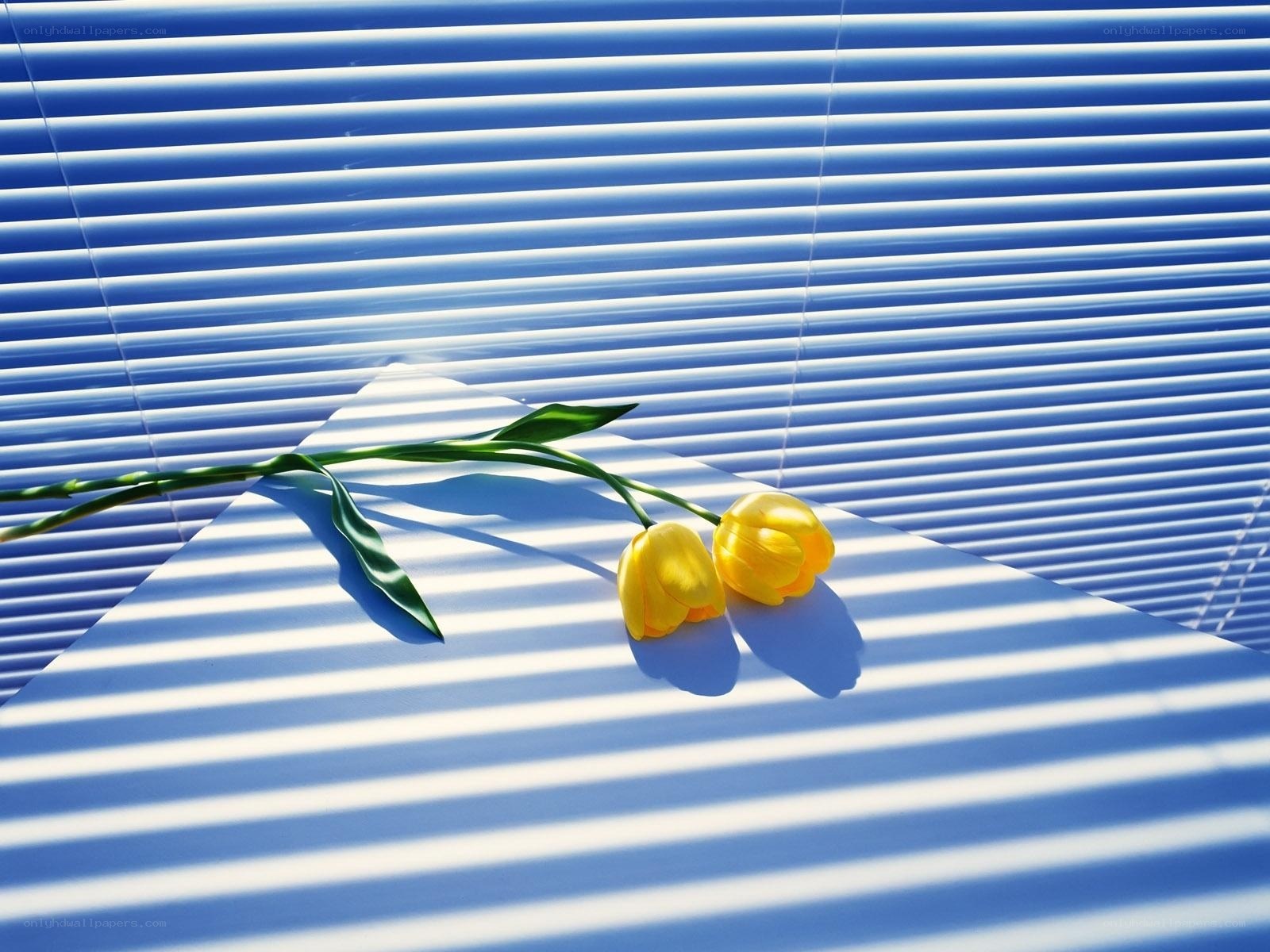 Yellow tulips on a striped surface