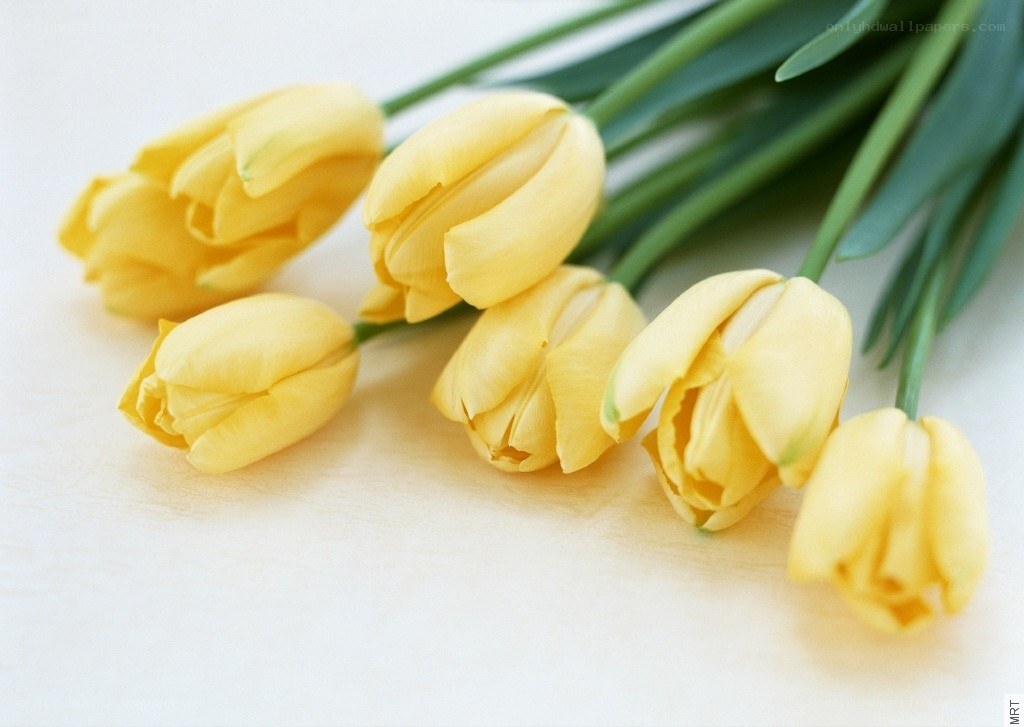 Yellow tulips on a white surface